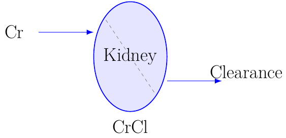 Cockcroft–Gault Creatinine Clearance
