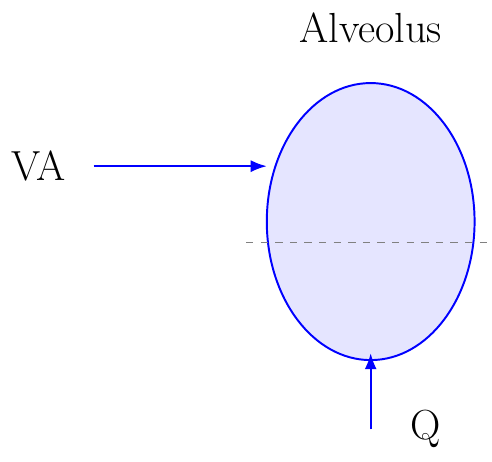 Ventilation–Perfusion Ratio